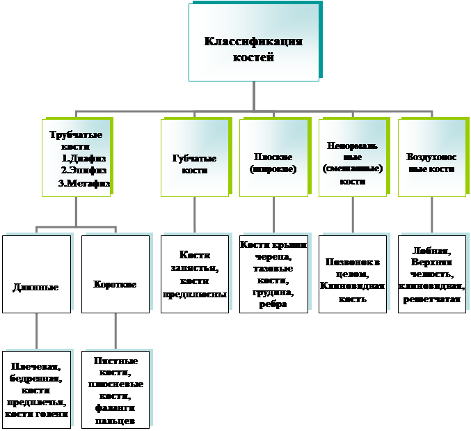 Организационная диаграмма