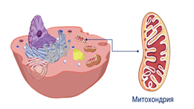 https://fsd.videouroki.net/products/conspekty/bio10/17-mitohondrii-plastidy-organoidy-dvizheniya.files/image001.png