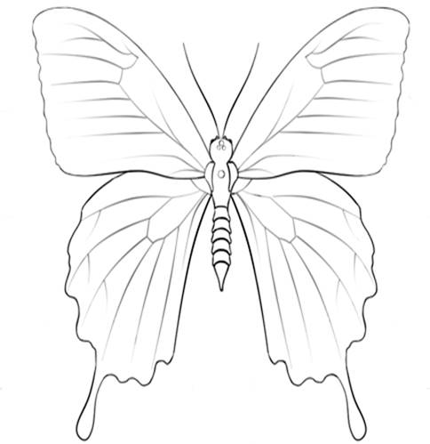 Раскраска Ulysses Butterfly - Кликните чтобы открыть версию для печати
