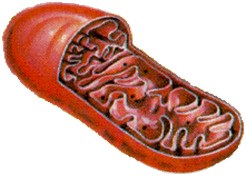 Митохондрии | Cell Biology.ru