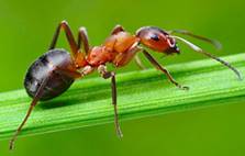 Насекомое муравей фото, описание, образ жизни