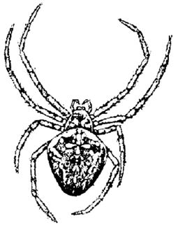 http://ege.fipi.ru/os11/docs/CA9D848A31849ED149D382C32A7A2BE4/questions/BI.E11.C2.06(copy1)/img739652n1.png