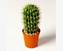 http://factruz.ru/depand_his_2/images/cactus.jpg