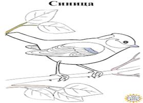 ЗИМУЮЩИЕ ПТИЦЫ. СИНИЦА - раскраски для детей