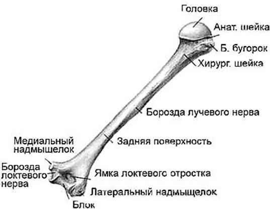 Задняя поверхность плечевой кости