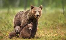В Бурятии считают медведей, беспокоящих туристов - Общество - Свежие  новости Бурятии и Улан-Удэ - ГТРК - Государственная Телерадиокомпания  "Бурятия"