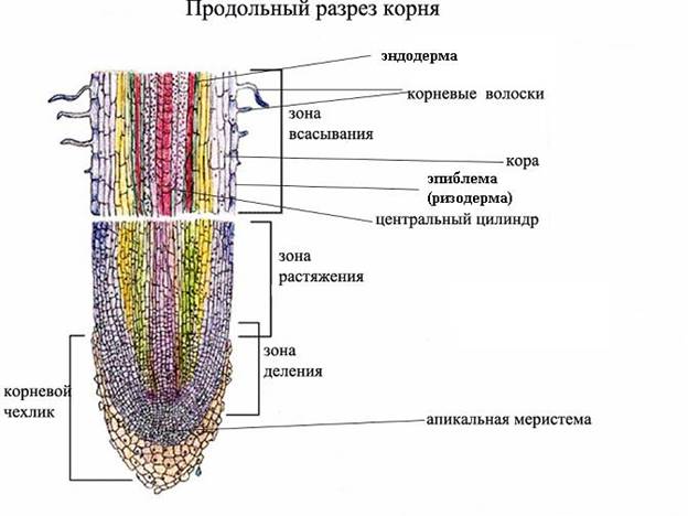 https://foxford.ru/uploads/tinymce_image/image/18826/%D1%81%D1%85%D0%B5%D0%BC%D0%B0.jpg