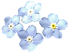forget-me-not01.gif