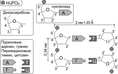 строение ДНК