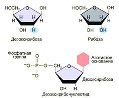 Нуклеотид 