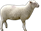 Картинки по запросу sheep png