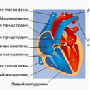 Строение кровеносной системы человека