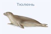 Описание: https://fhd.multiurok.ru/gallery/2018/01/26/20768/bf2a0cbb03300c9d73c5b53499eb0edc.jpg