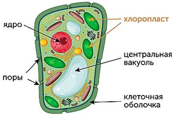 https://static-interneturok.cdnvideo.ru/content/static_image/363266/content_b66b82b4808111fe7b465639260568a2.png