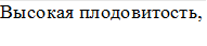 Высокая плодовитость,

