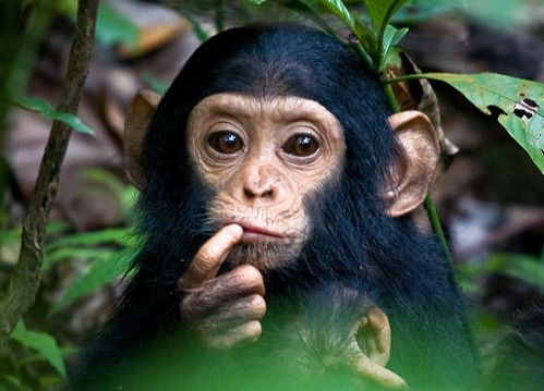 baby chimp. Too adorable! (With images) | Baby chimpanzee, Deadly animals,  Cute monkey