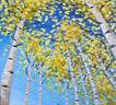 up-through-the-aspens.jpg