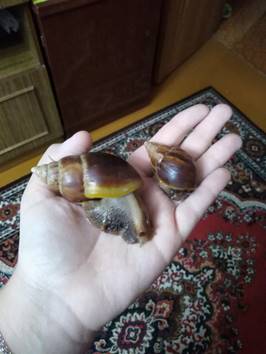 Ахатина Фулика1.jpg