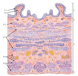 http://vmede.org/sait/content/Gistologiya_atlas_bikov_ushk_2013/img/10029.jpg