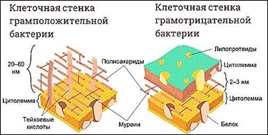 https://fsd.videouroki.net/products/conspekty/biobot/27-stroenie-i-funkcionirovanie-prokarioticheskoj-kletki.files/image006.jpg