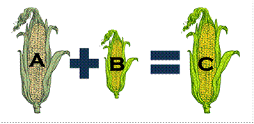 http://321garden.com/wp-content/uploads/2017/05/hybrid-corn-diagram.png