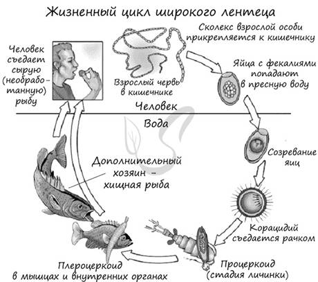 Картинки по запросу "циклы  широкий лентец"