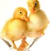 http://www.hqwallpapers.ru/wallpapers/animals/utyata-v-bokale.jpg