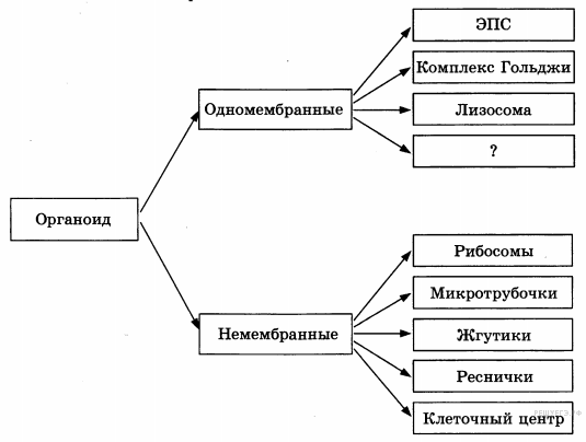 https://bio-ege.sdamgia.ru/get_file?id=25480