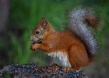 Белка обыкновенная (лат. Sciurus vulgaris)