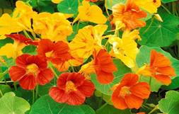 https://garden.agrogro.ru/sites/garden.agrogro.ru/files/field/image/1988158880.jpg