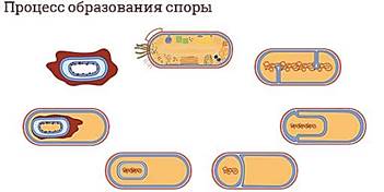 https://fsd.videouroki.net/products/conspekty/biobot/27-stroenie-i-funkcionirovanie-prokarioticheskoj-kletki.files/image011.jpg