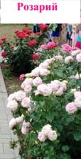 IMG_20190607_095250.jpg