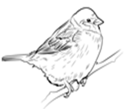 https://www.drawingtutorials101.com/drawing-tutorials/Animals/Birds/tree-sparrow/tn_how-to-draw-Tree-Sparrow-step-0.png