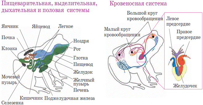 https://e-derslik.edu.az/books/300/assets/images/page108/2.png