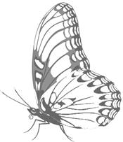 http://img0.liveinternet.ru/images/foto/b/1/apps/1/156/1156500_borboletas_pb_2.jpg