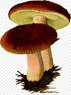 https://banner2.kisspng.com/20180331/uew/kisspng-russula-emetica-mushroom-fungus-clip-art-fungi-5ac04570d19153.6044896415225501288584.jpg
