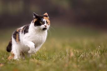 zhivotnye-koty-koshka-leto-trava-priroda-856664