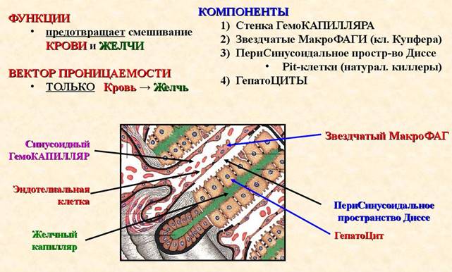 Структурные элементы стенки гемокапилляра 1 типа