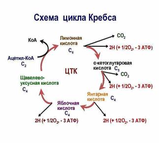 https://present5.com/presentation/3/-34239213_151931274.pdf-img/-34239213_151931274.pdf-22.jpg