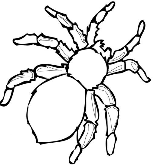 http://moi-raskraski.ru/images/raskraski/animals/pauk/raskraski-zhivotnie-pauk-6.jpg
