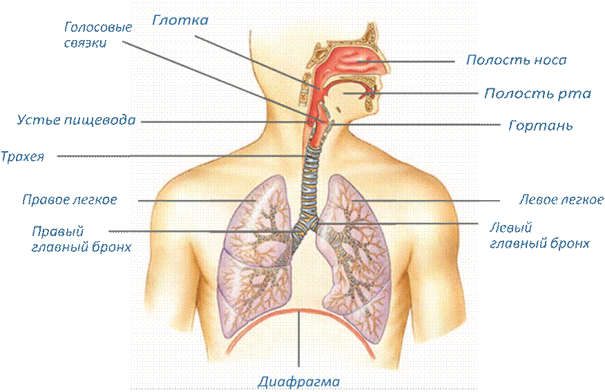 Устройство дыхательных путей. Строение органов дыхательной системы. Дыхательная система человека анатомия схема. Строение дыхательных путей человека анатомия. Схема строения органов дыхательной системы.