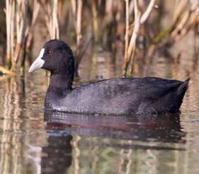 https://alsirhan.com/birds/images/Eurasian_Coot_2_MG_6040.jpg