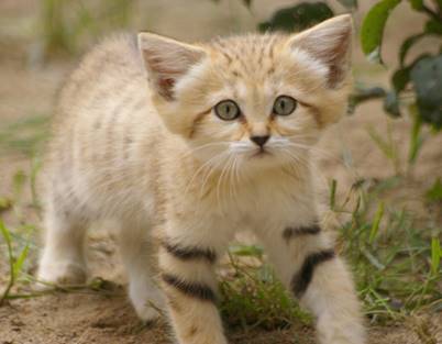 http://cdn.trinixy.ru/pics5/20150716/sand_cats_kittens_03.jpg