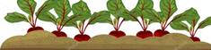 https://st4.depositphotos.com/2942953/20204/v/950/depositphotos_202041684-stock-illustration-beetroot-plants-vegetable-patch.jpg