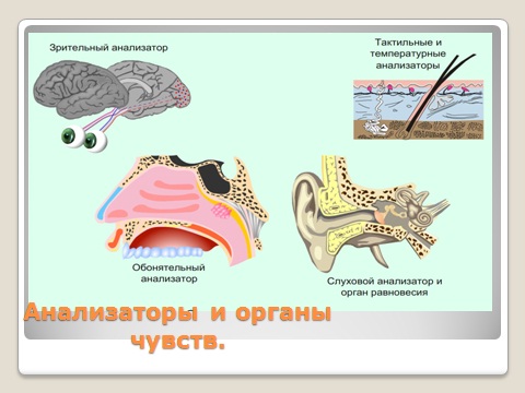 http://mirbiologii.ru/wp-content/uploads/2011/07/analizatory-organy.jpg