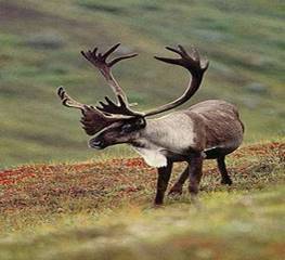 caribou-tp-400h