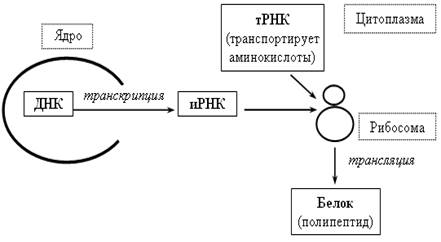 Тема "Ассимиляция и диссимиляция. Метаболизм. Энергетический…