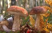 http://www.mushroomer.ru/foto/mysik/253/8835