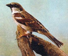 сканирование0074