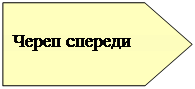 Пятиугольник: Череп спереди
